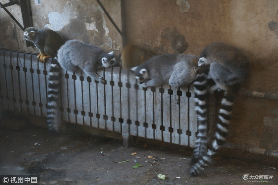 济南公园动物团抱暖气片 取暖抵御寒冷冬日