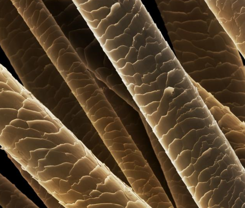 因为头发的最外层是毛鳞片,受损后它会翘起,而洗发水中所含的"硅油"