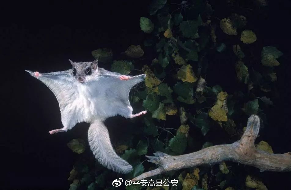 猎捕飞鼠,三名跨省流窜偷猎者被刑拘