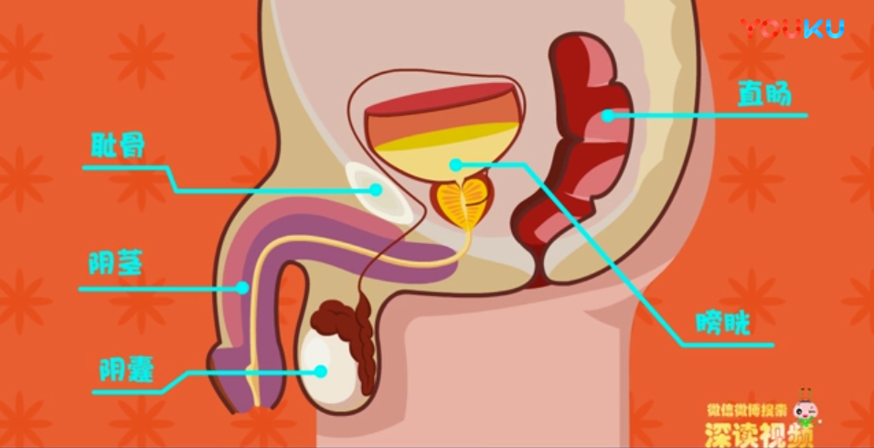 前列腺是啥?是怎么发炎的?为什么老是治不好?答案都在这里
