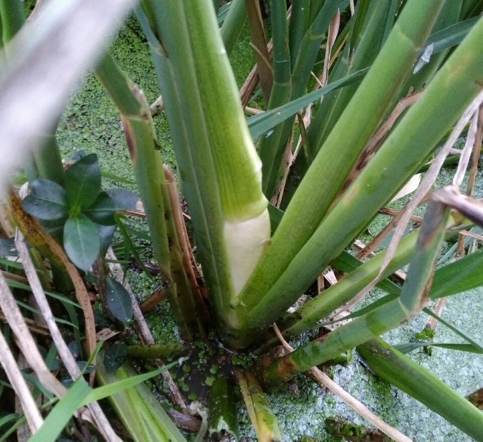 这种蔬菜只有中国和越南有,美味隐藏在水中,还是一种"降压菜"