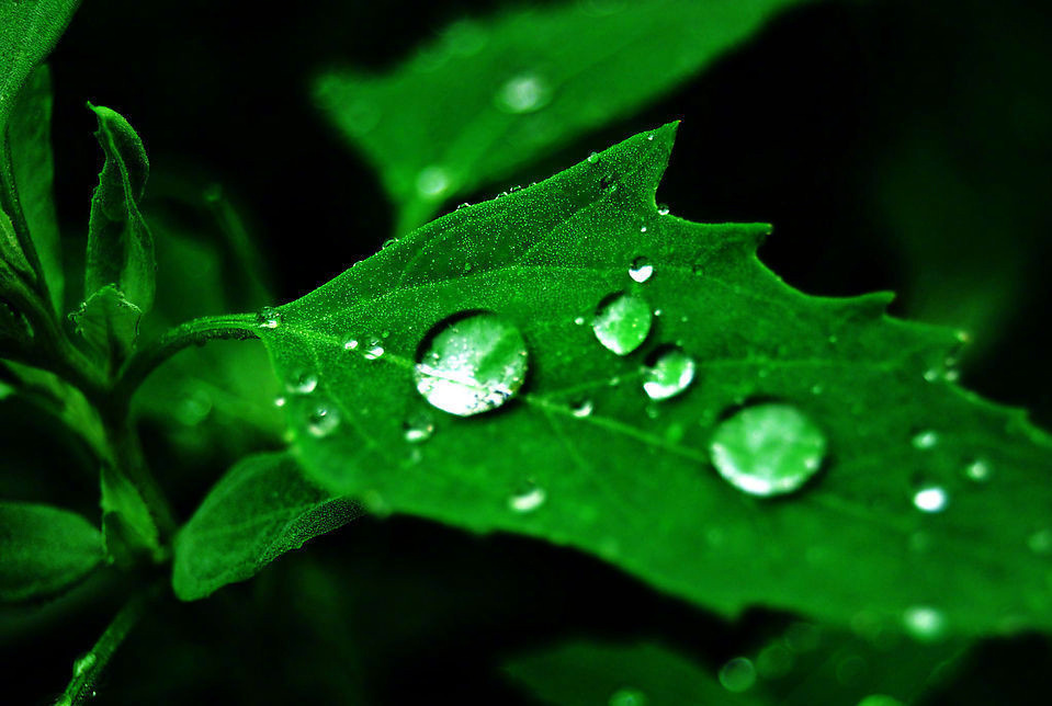 有一种花叫泪花它是世界上最凄美最纯净的花无语泪流