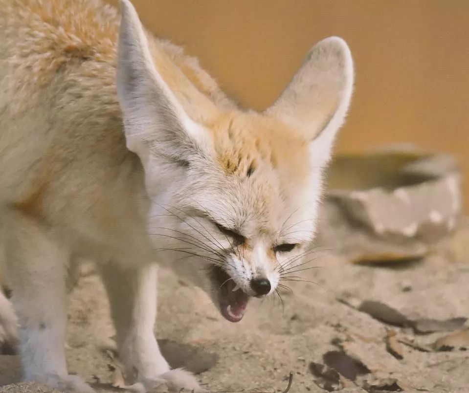 说道耳廓狐大家肯定就能想到疯狂动物城里的那个装宝宝行骗的菲尼克