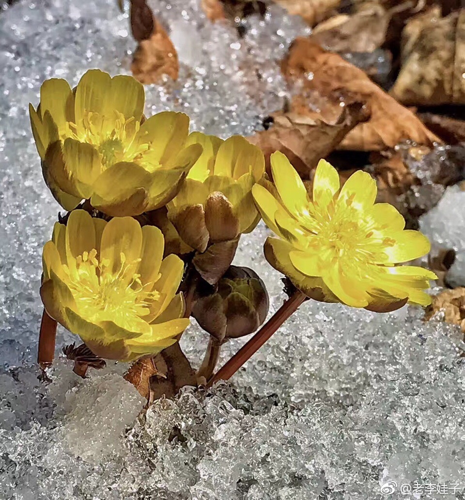 美丽的冰凌花即将浴雪绽放拍到它们并非易事要在森林的阳坡上