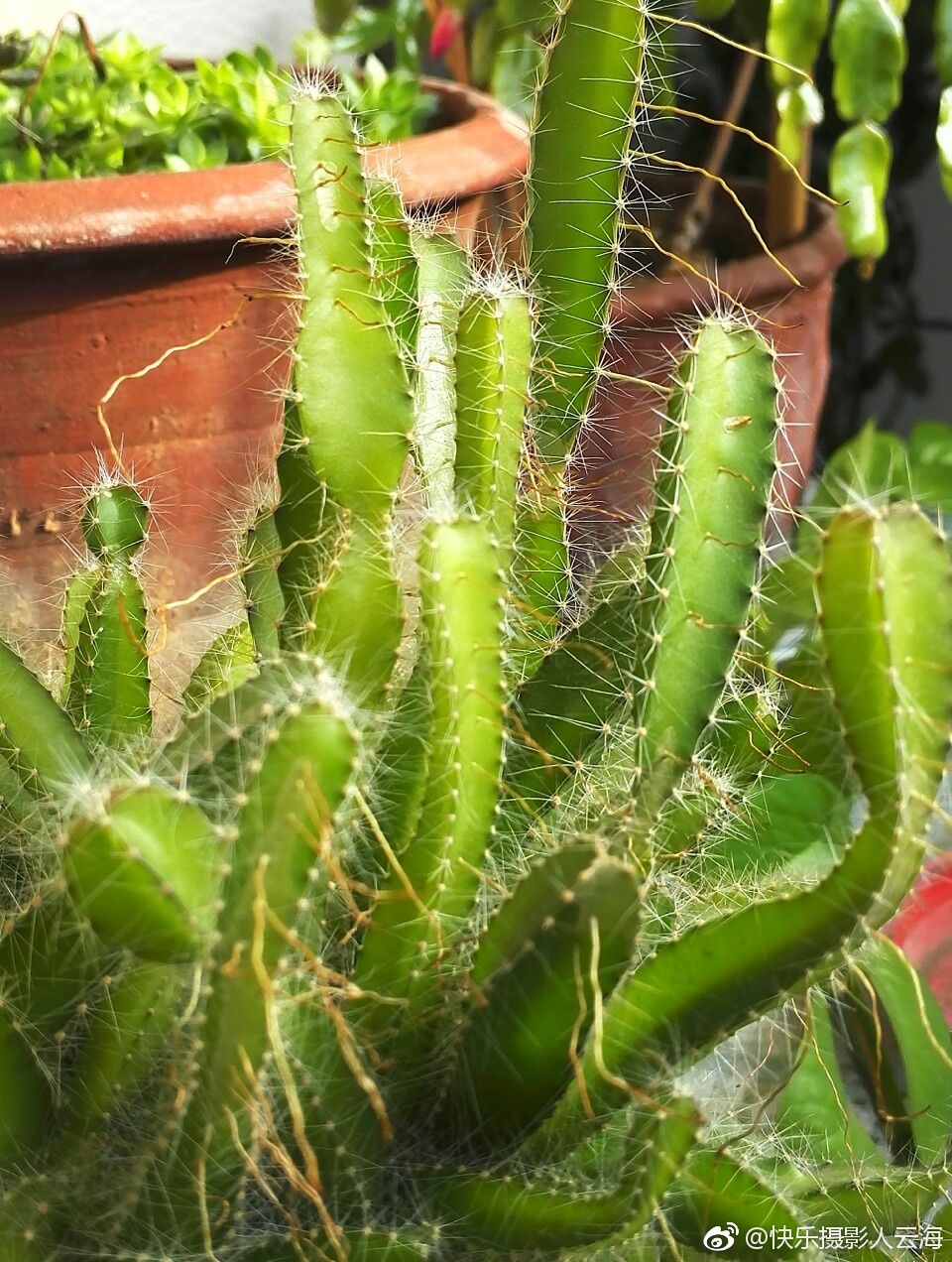 小植物火龙果仙人掌科