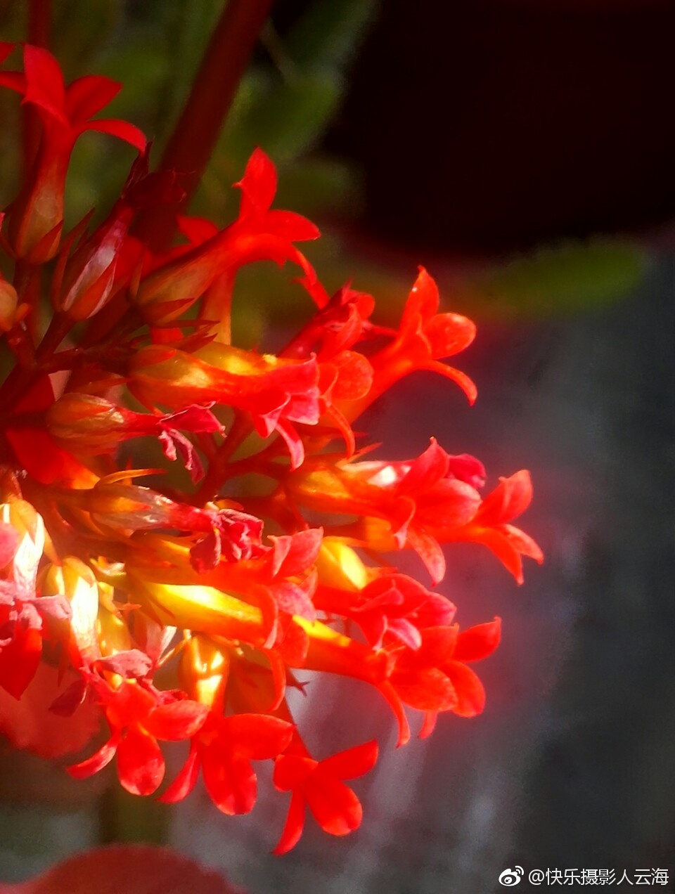 植物花卉,小红花.
