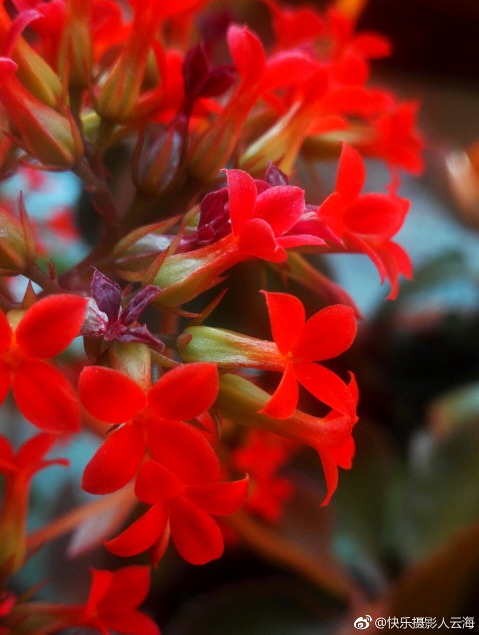 植物花卉,小红花.