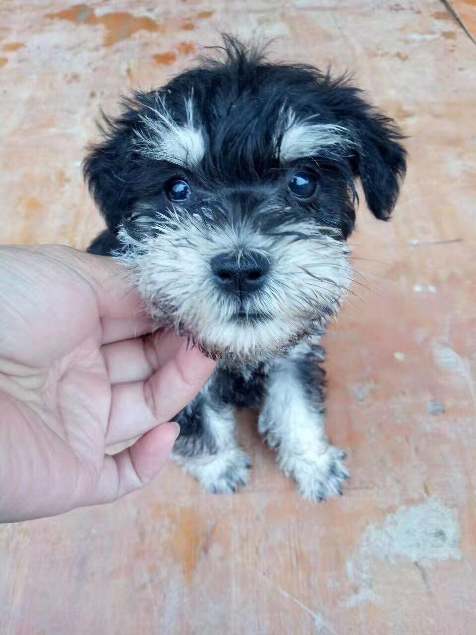 迷你雪瑞纳自从当了狗妈妈,没想到比泰迪还可