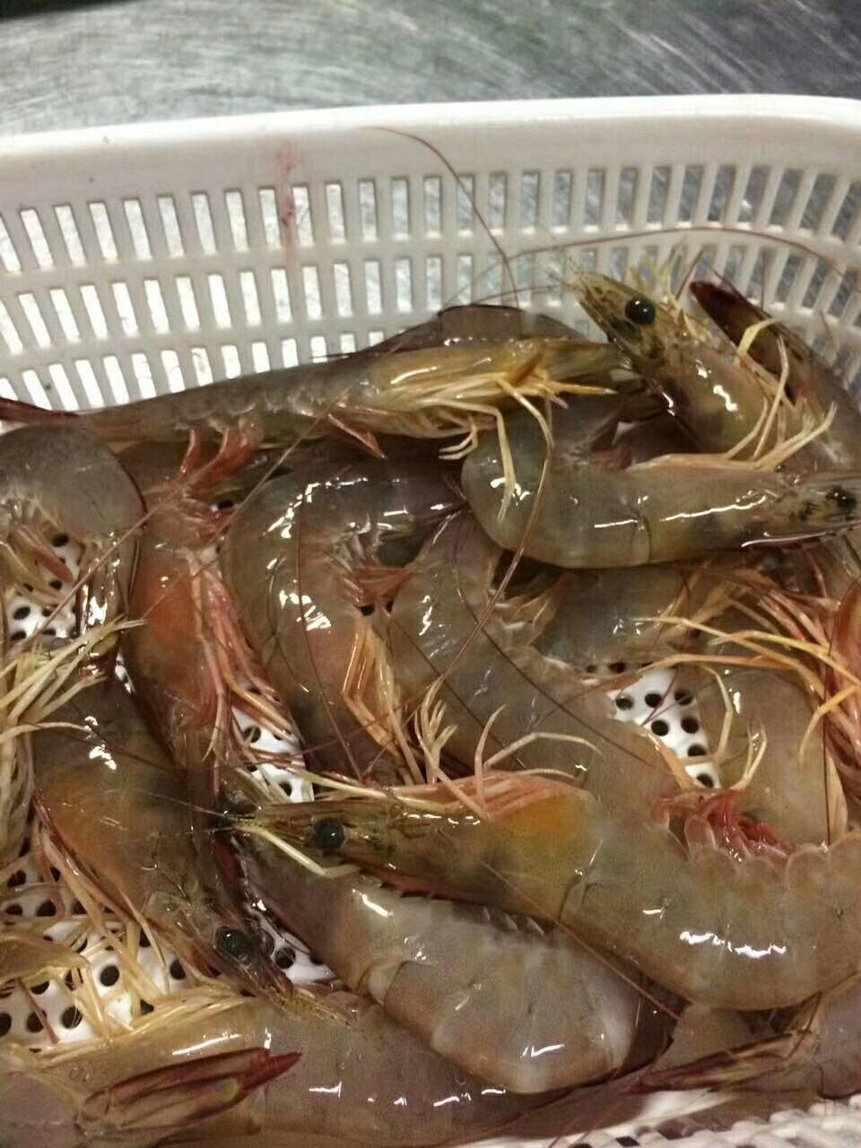 肥美的湛江天然大明虾,春节将至价格开始走高!