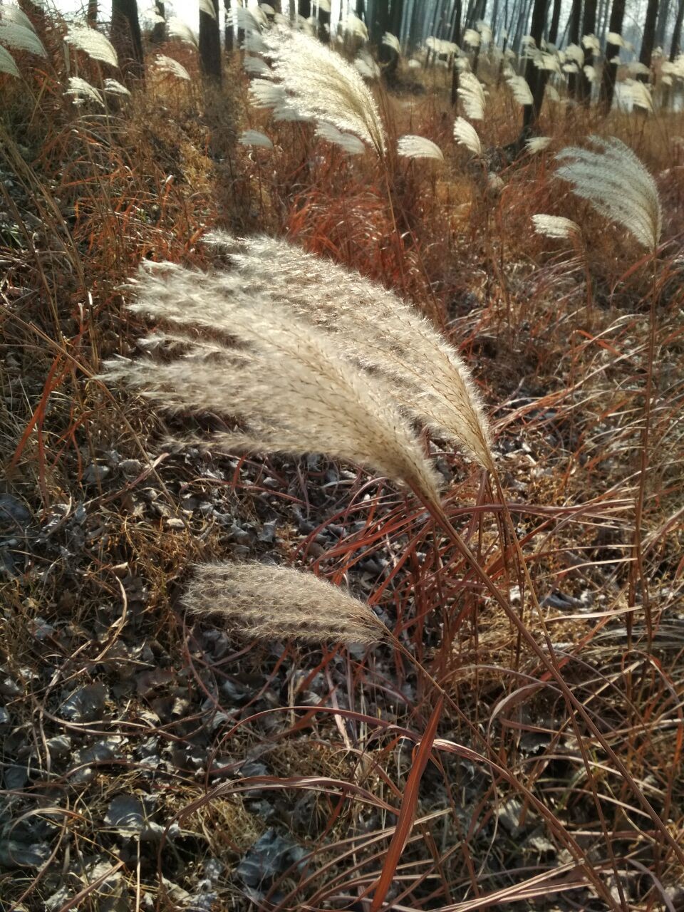 冬日里的茅草和夏日相比更是一道迷人的风景