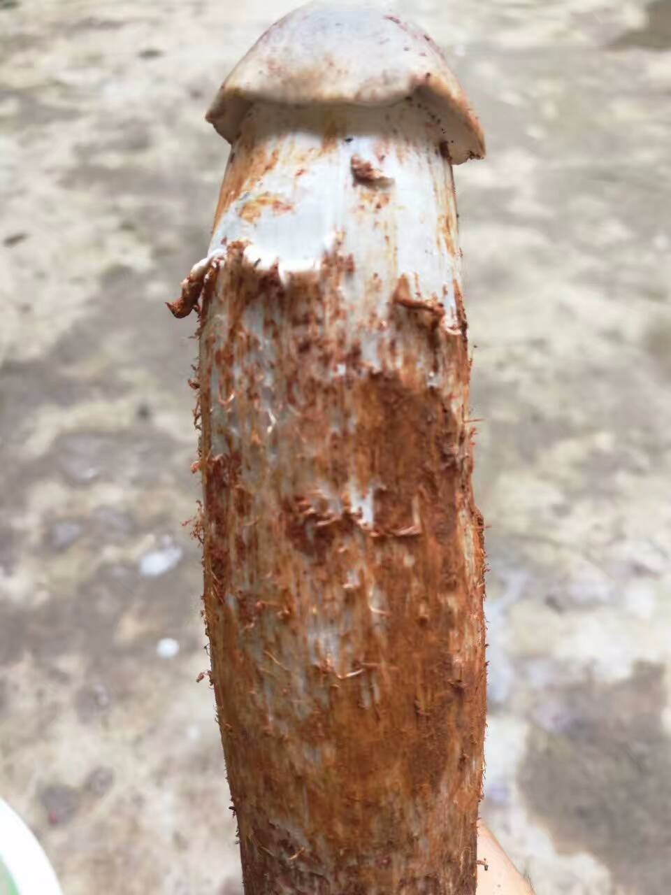 云南野生菌五花八门,数不胜数!为何鸡枞从来都是王者。