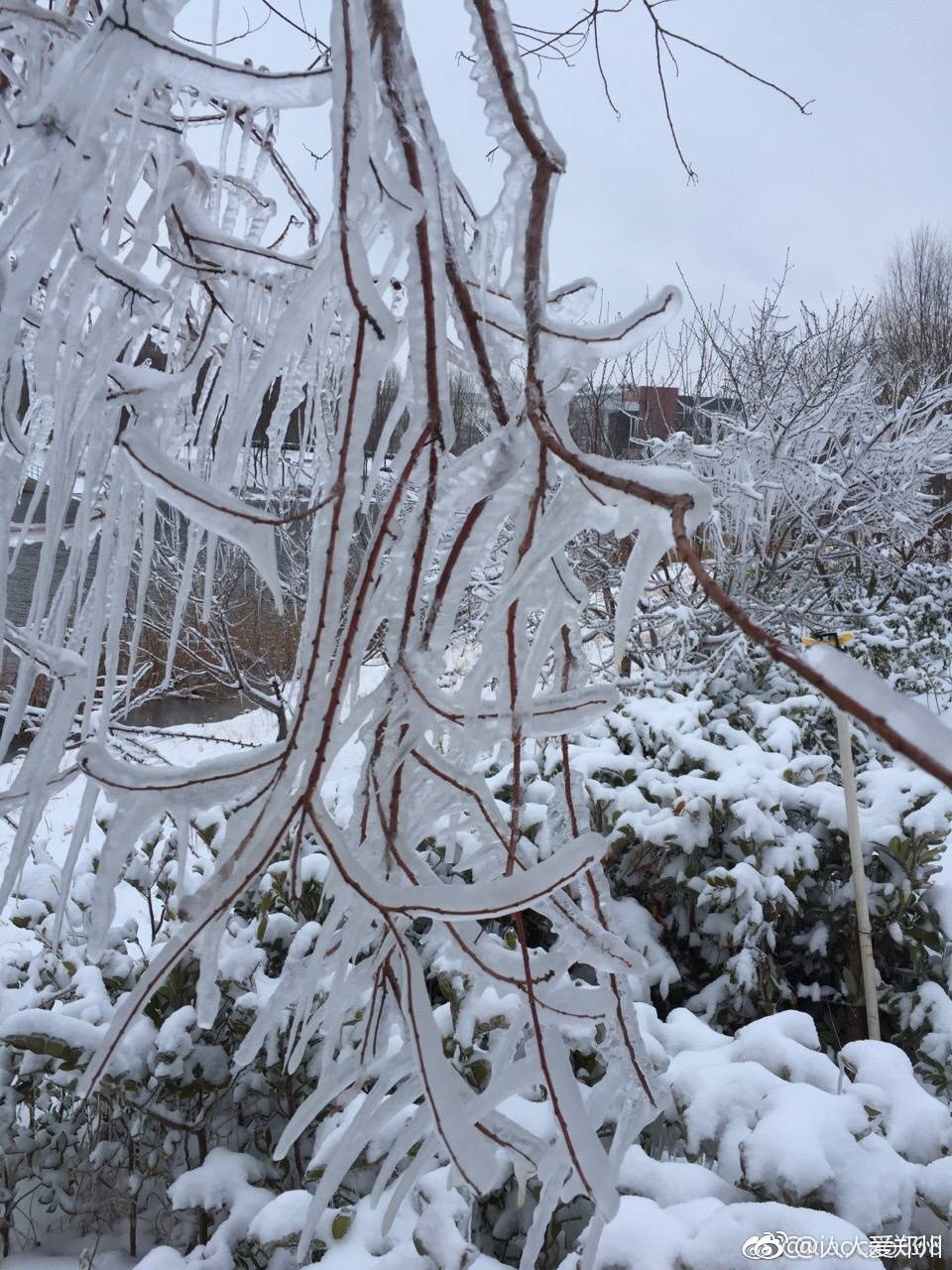 郑州龙子湖畔冰挂满树太赞啦[太开心]