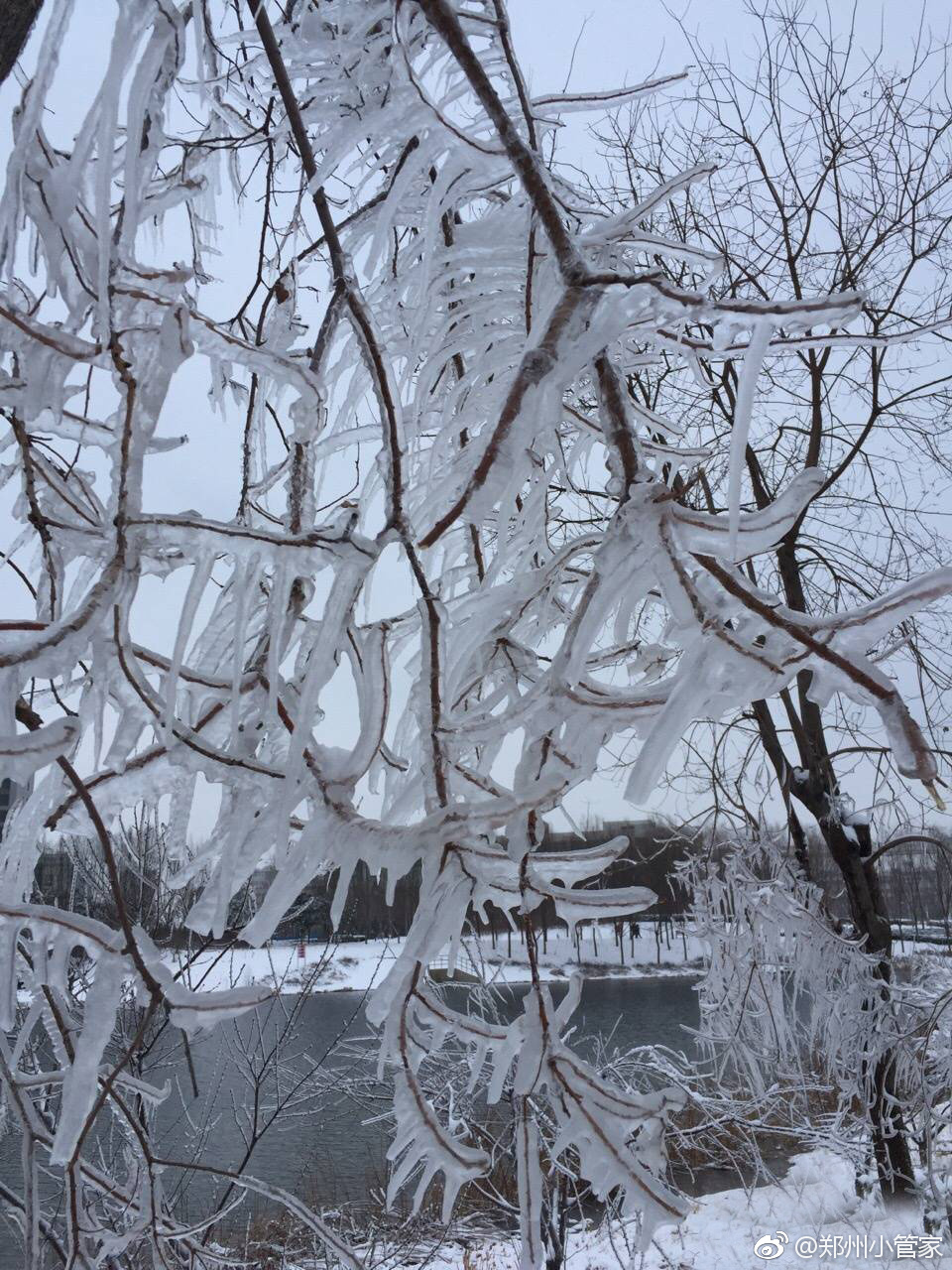 郑州龙子湖畔冰挂满树太赞啦[太开心]