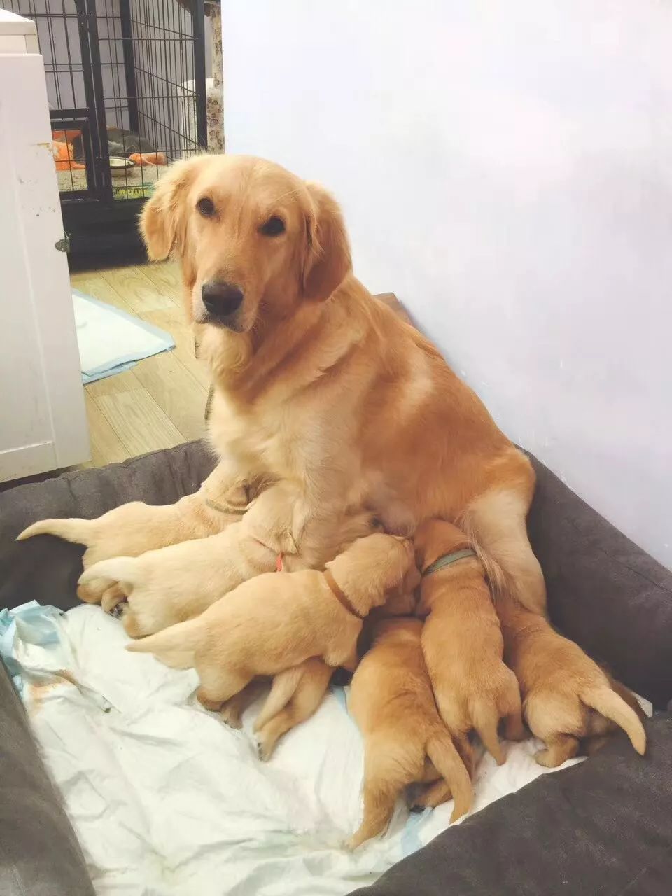 狗妈妈分娩时会出现的一些危险状况以及对应的应急处理措施