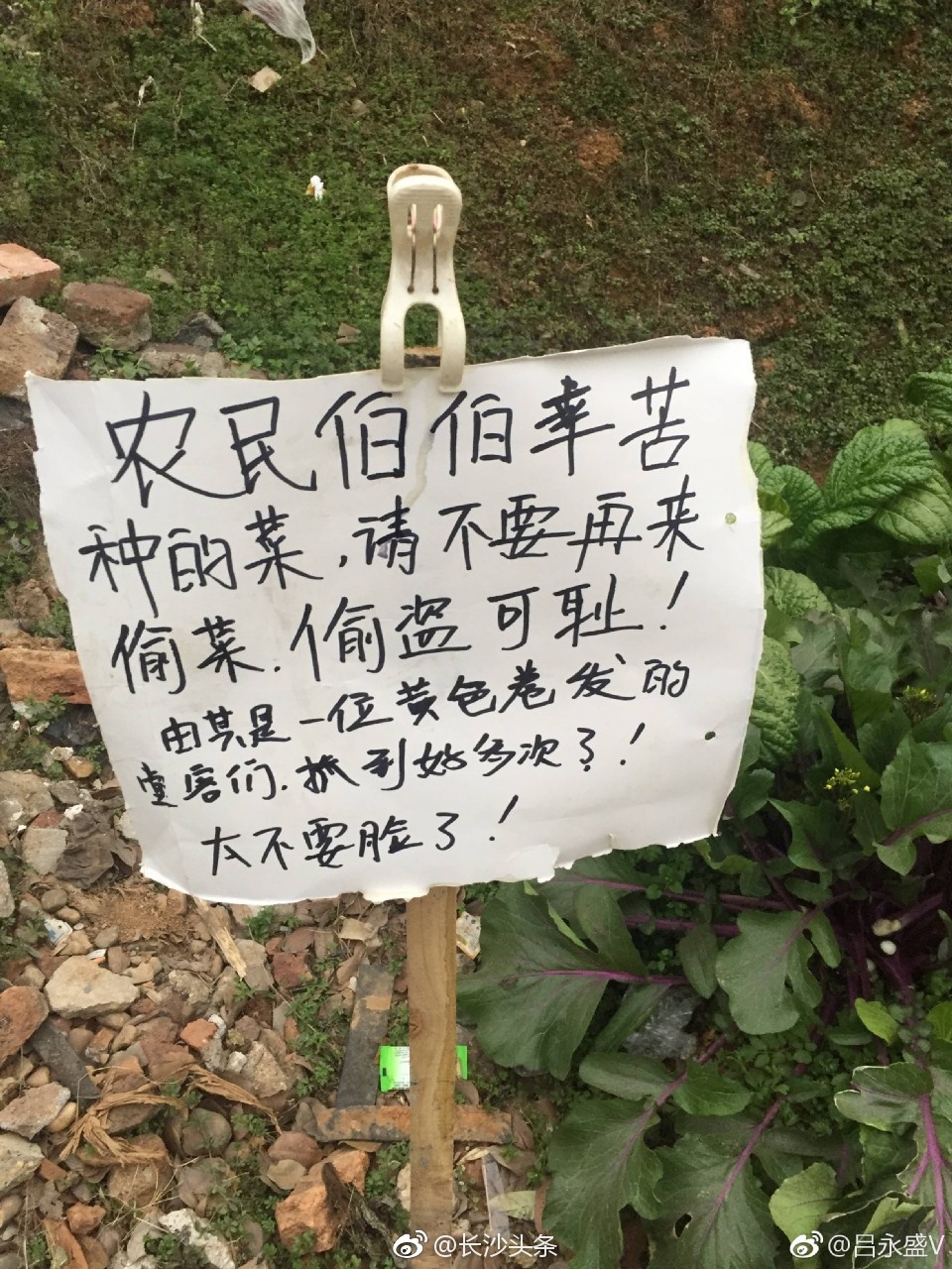 那位偷菜的堂客们注意啦偷盗可耻怒