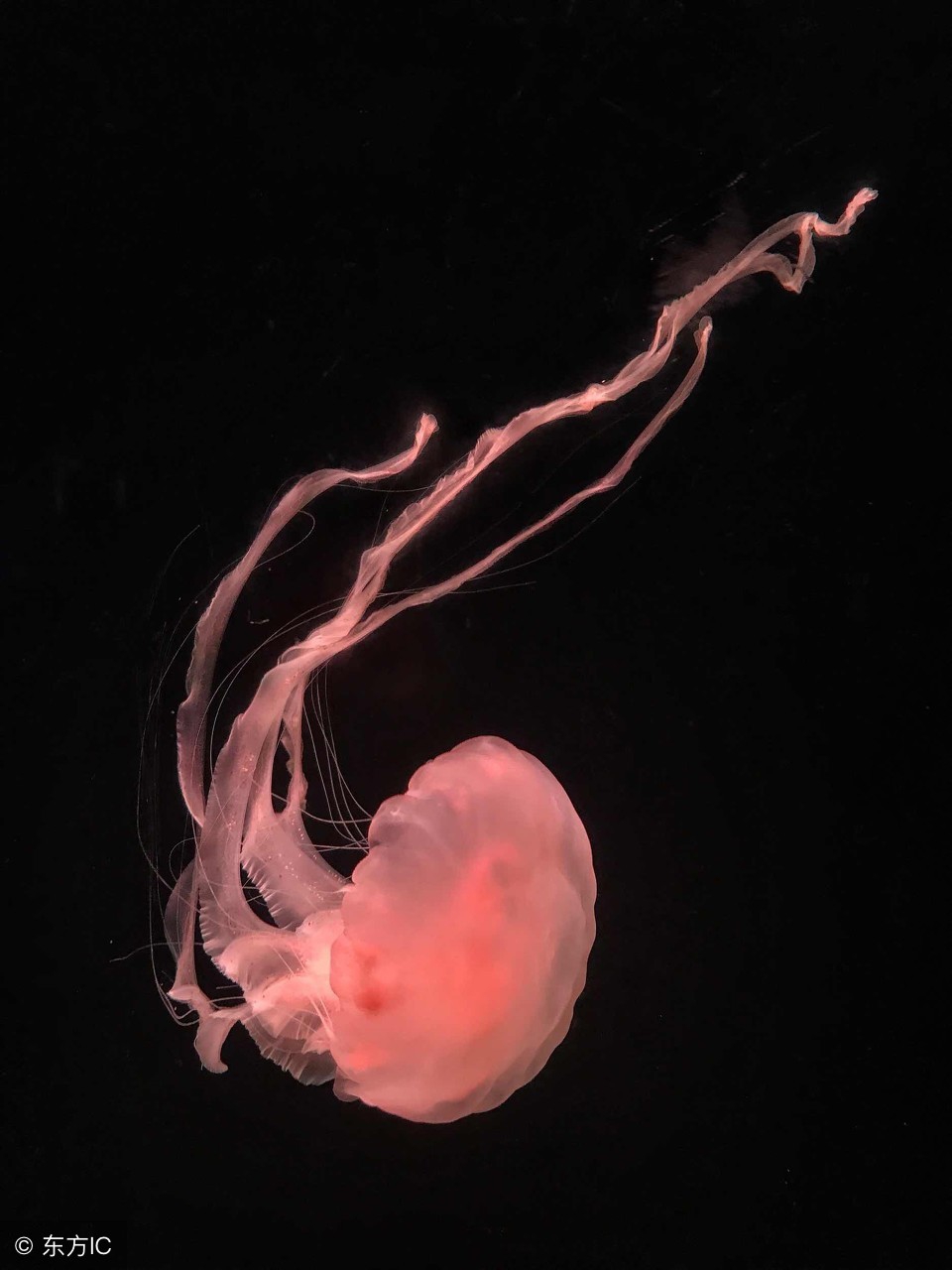 水母图美丽的外表下隐藏着剧毒