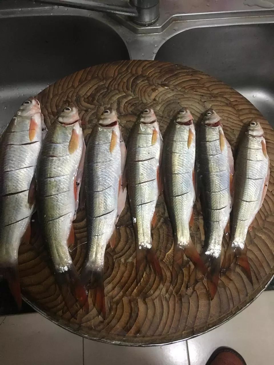 此鱼喜欢成群,觅食疯狂,是四川钓友爱钓的鱼种之一