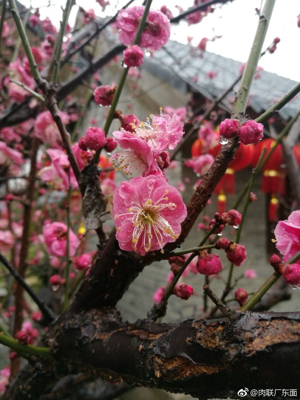 春暖花开