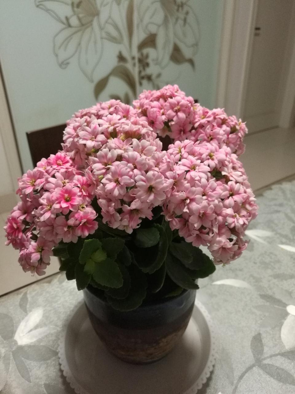 养花不开花,花盆里面加点它,飞快冒花蕾,蹭蹭开满枝头