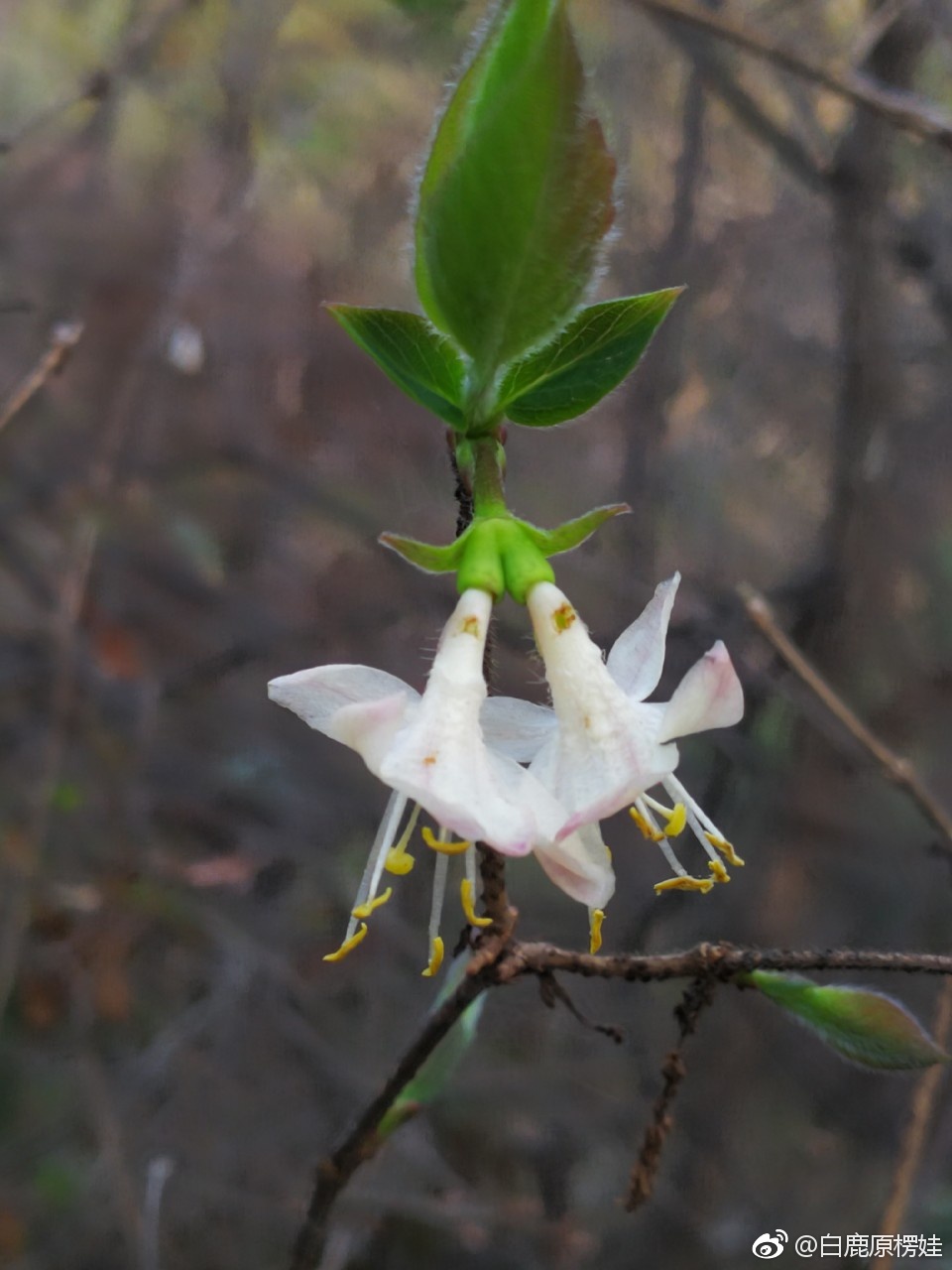 秦岭野生金银花开了也叫忍冬