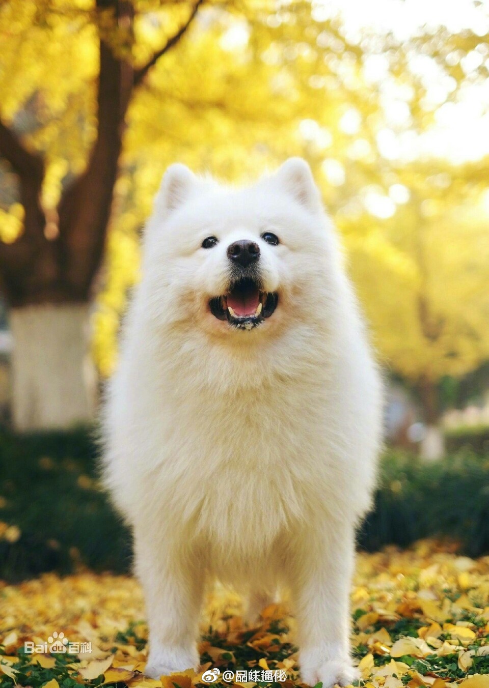 美好幸福的狗生 感恩今世得遇有爱主人网红狗momo可能也要不行了