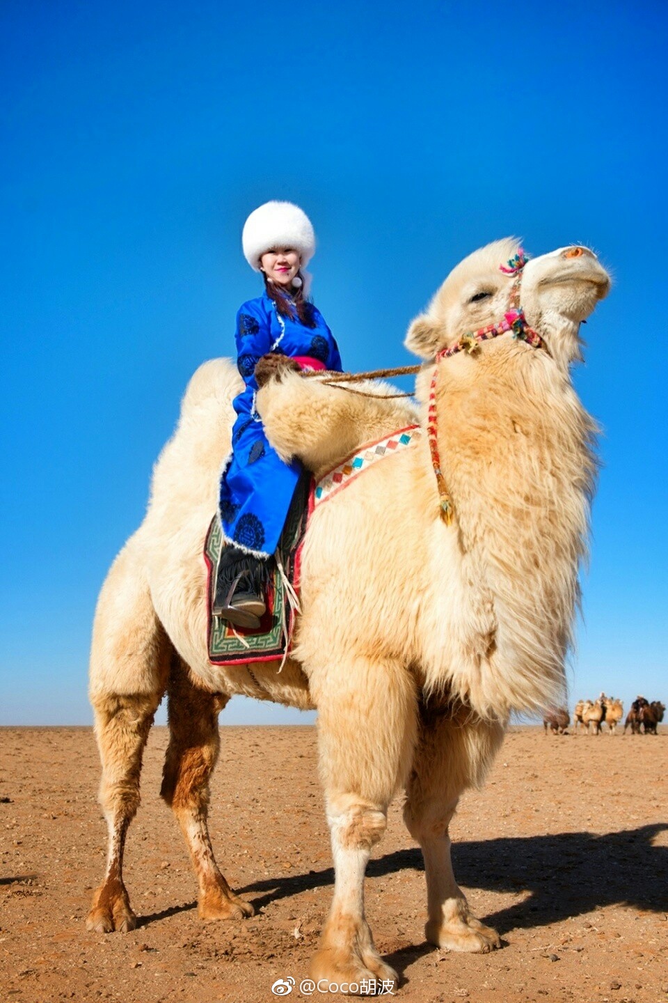 有"沙漠之舟"美誉的骆驼,分为单峰驼和双峰驼,双峰驼体长约3米