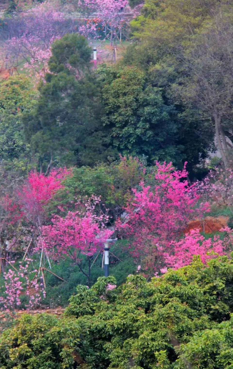 海沧"樱前线:大屏山樱花将持续到3月中下旬,接下来还有.