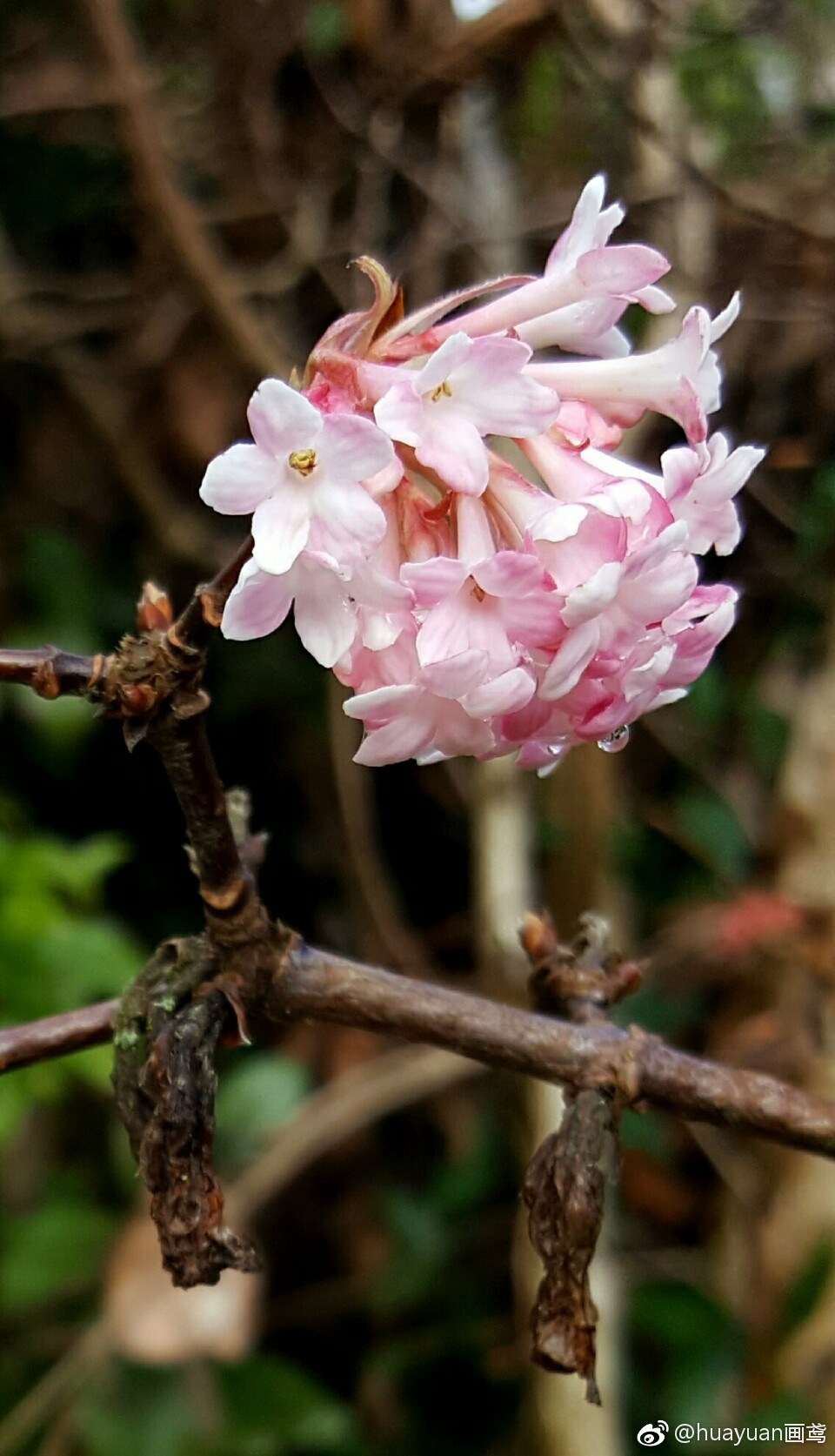 请教各位:二月拍摄,花开正好,粉白色,先花后叶.坐标:温哥华_新浪看点