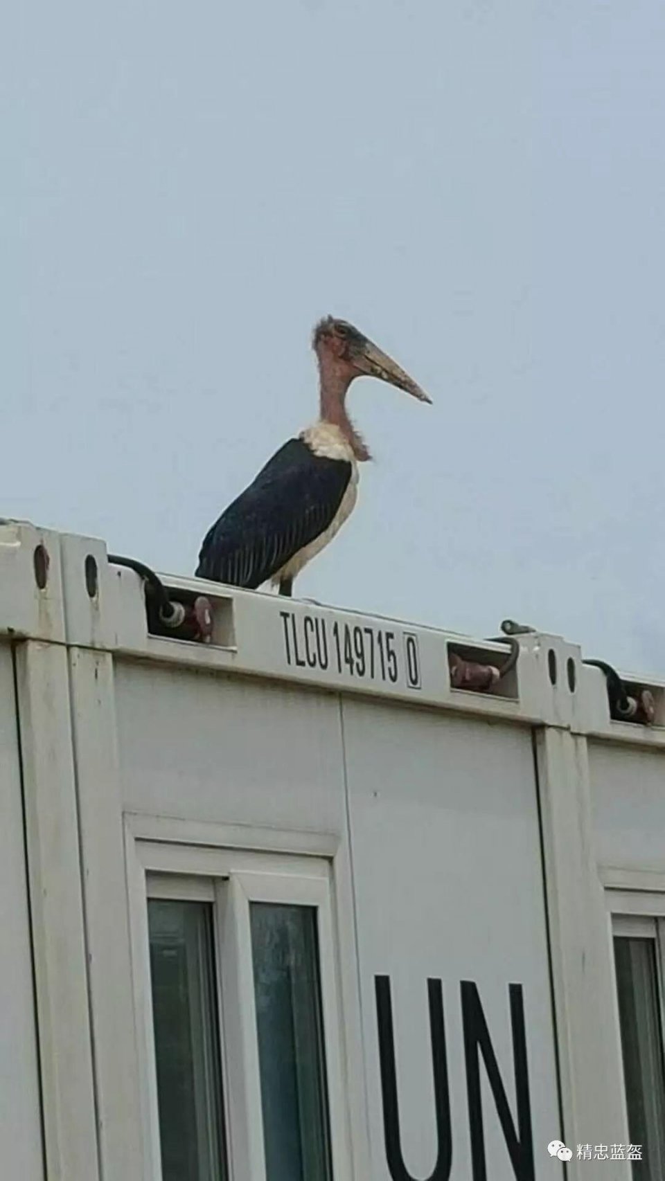 战士们都叫他垃圾鸟.因为它总是盘旋在营地上空,在垃圾场里觅食.