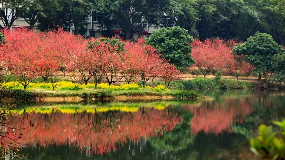 旅游胜地南国桃园,佛山的新八景之一