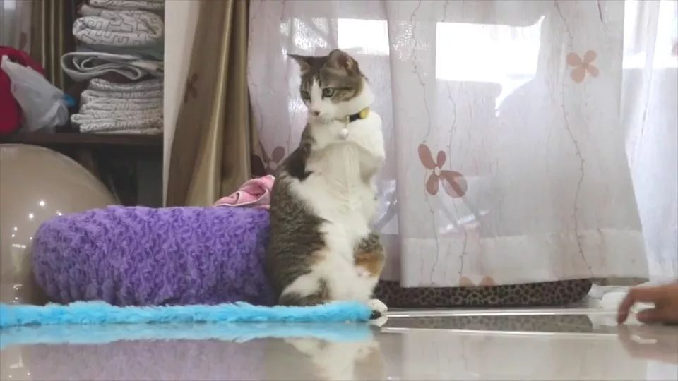 一次电击猫咪痛失双爪,乐观坚强做起心理导师,成了网红