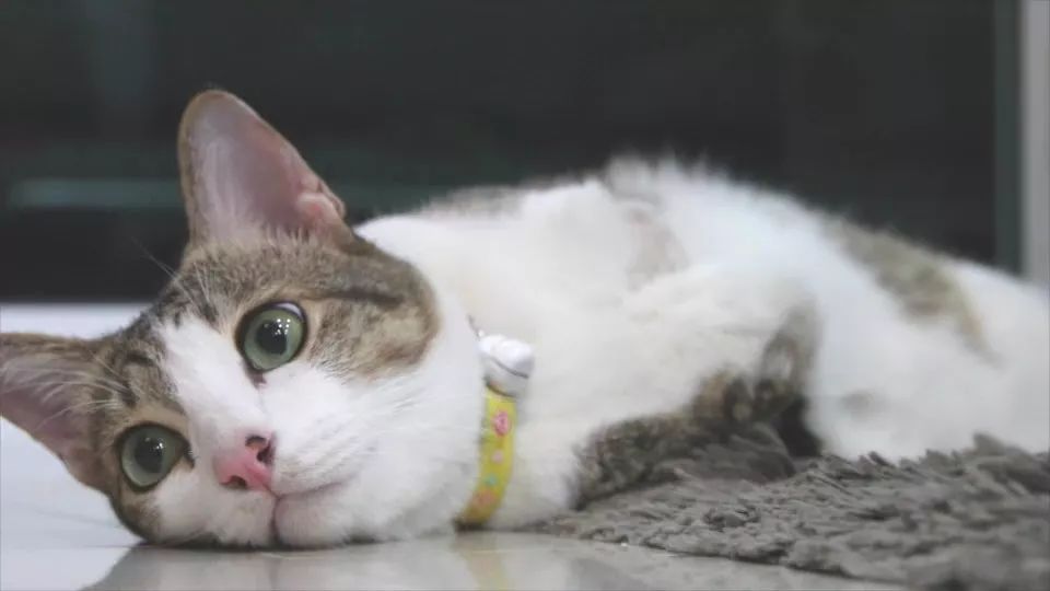 一次电击猫咪痛失双爪,乐观坚强做起心理导师,成了网红