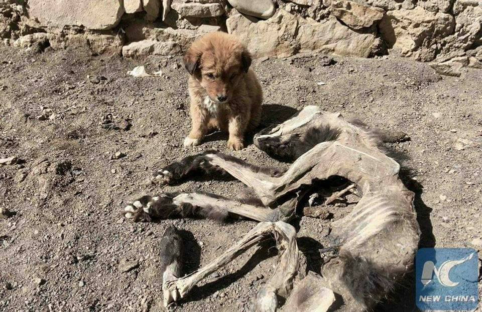 小狗躺在腐烂的尸体旁不愿离去走去一打听伤心不已