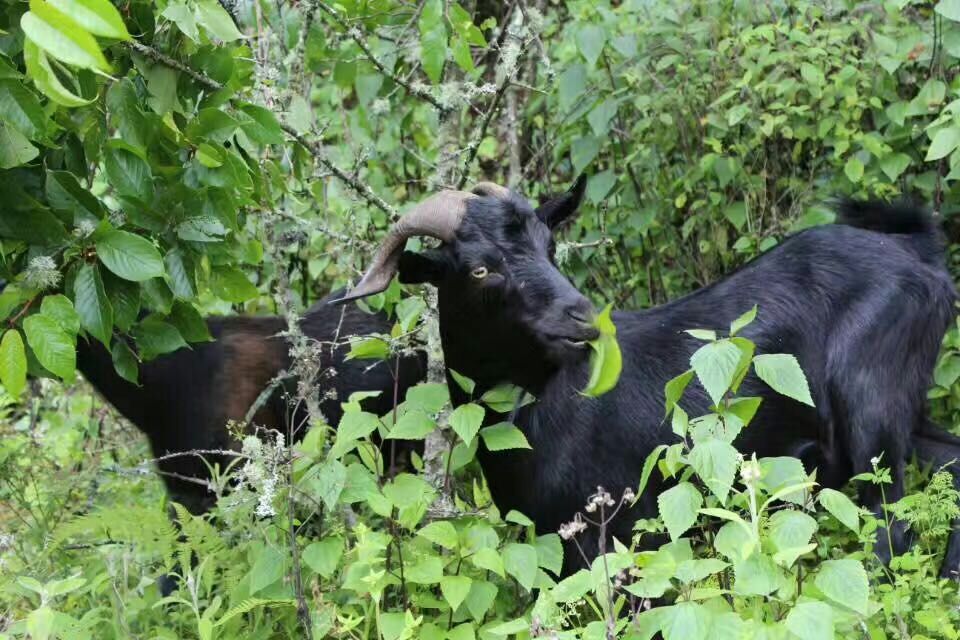 山羊吃百草,食其有百味,全羊一锅熬,鲜美味齐全,其独特风味就在此.