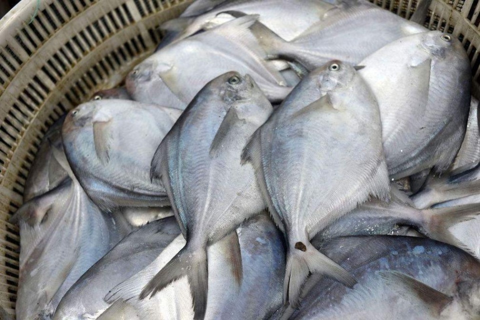 假海鲜入锅煮以后腥味满屋,被骗农民工欲哭无泪|海鲜|腥味|鲳鱼_新浪