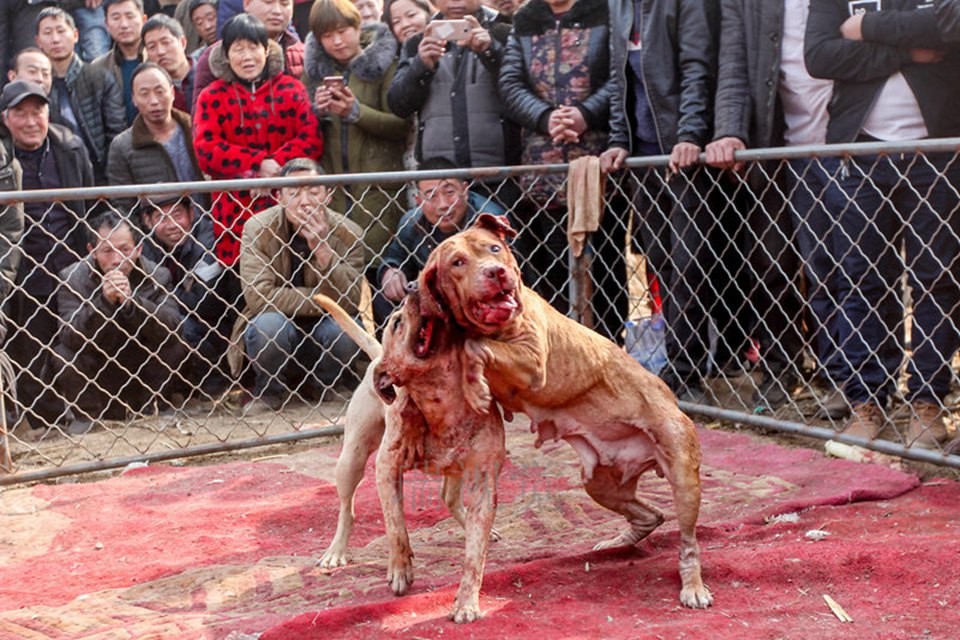 狗年春节来到:乡村斗狗母狗也疯狂,巾帼不让须眉观众看直眼!