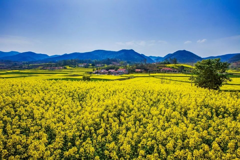 2018中国最美油菜花百代top20 那绽放的一片金黄,哪一处