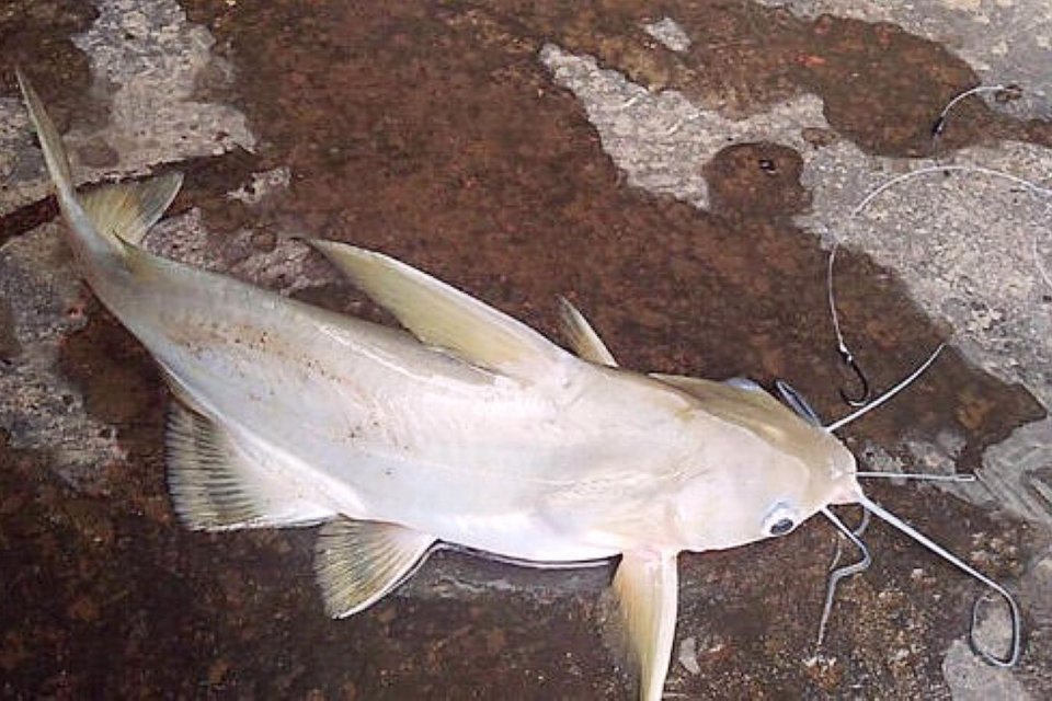 芝麻劍魚多生活在地下暗河與明河交接的水域,天氣晴暖時芝麻劍魚會到