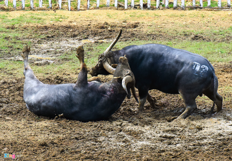 越南最古老的斗牛活动，源于两千年与中国的战争