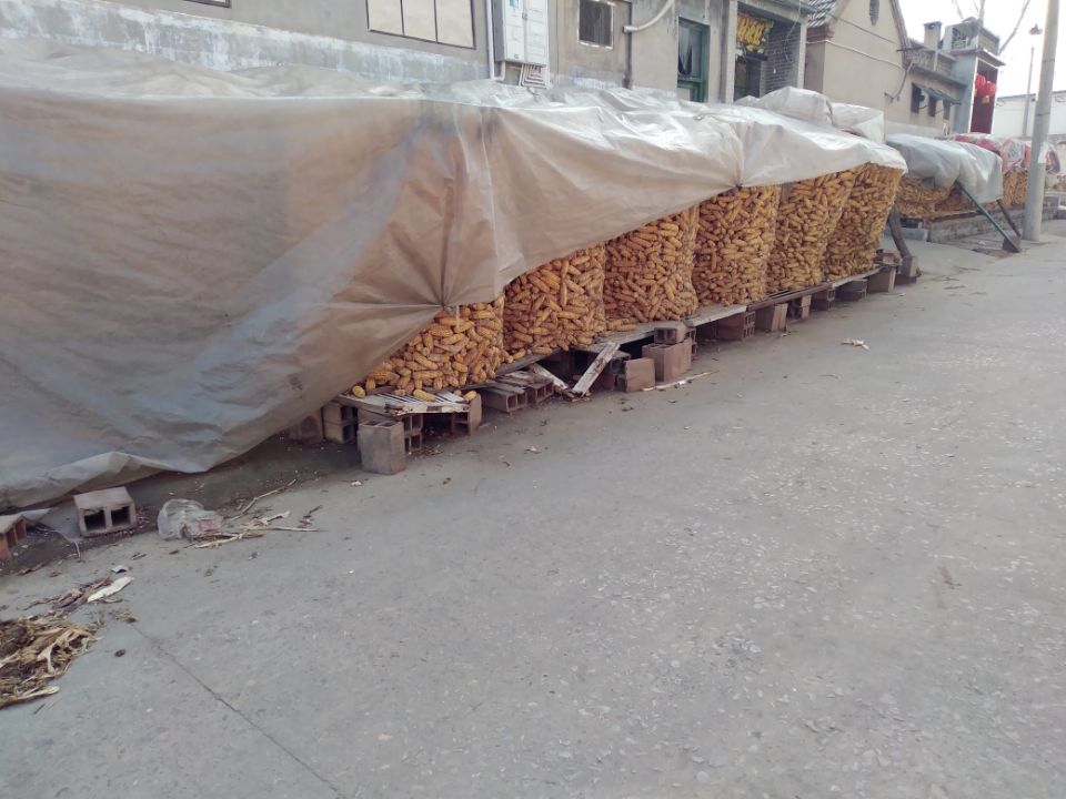 鲁西南农村正月初八随拍,农村玉米储存到春节以后卖更合算吗?