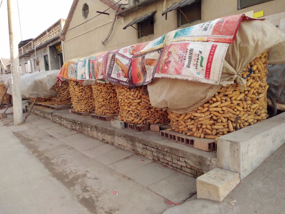 鲁西南农村正月初八随拍,农村玉米储存到春节以后卖更合算吗?