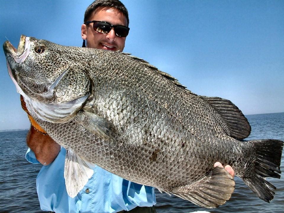 150公斤巨大怪鱼冲上澳洲海滩,面目狰狞死因成谜