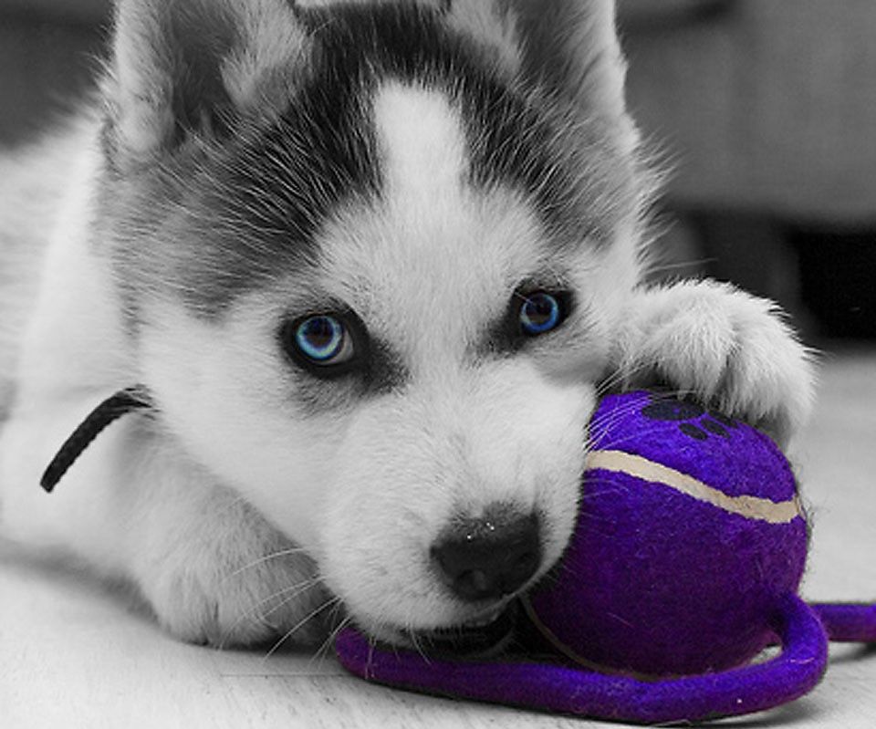 哈士奇体型大就一定吃得多,喂养起来很复杂吗?