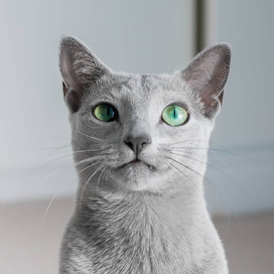 一只漂亮的俄蓝猫