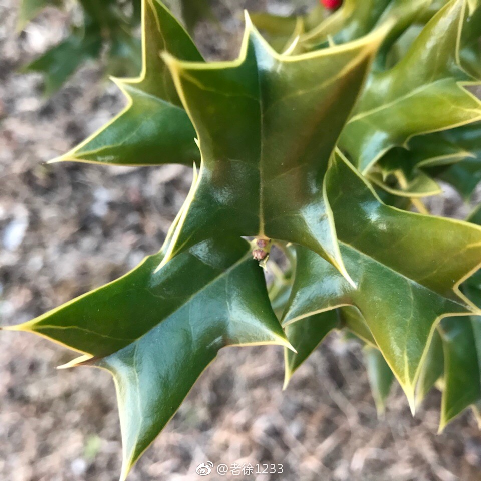 枸骨(学名:Ilex cornuta)又名猫儿刺、老虎刺等|枸骨|猫儿|学名_新浪新闻