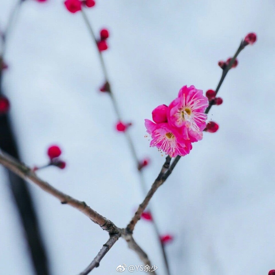 风雨送春归，飞雪迎春到。已是悬崖百丈冰，犹有花枝俏。俏也不争春|图库|风雨|花枝_新浪新闻