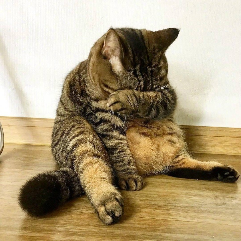 心疼猫咪,大过年的为啥掩面而泣?说说什么事不开心呀