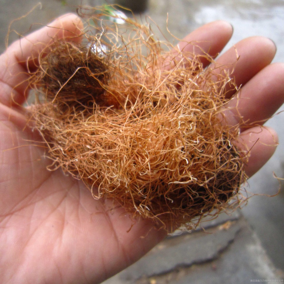 农村口粮长出的"胡子",被城里人叫"黄金须",吃药不如吃它划算