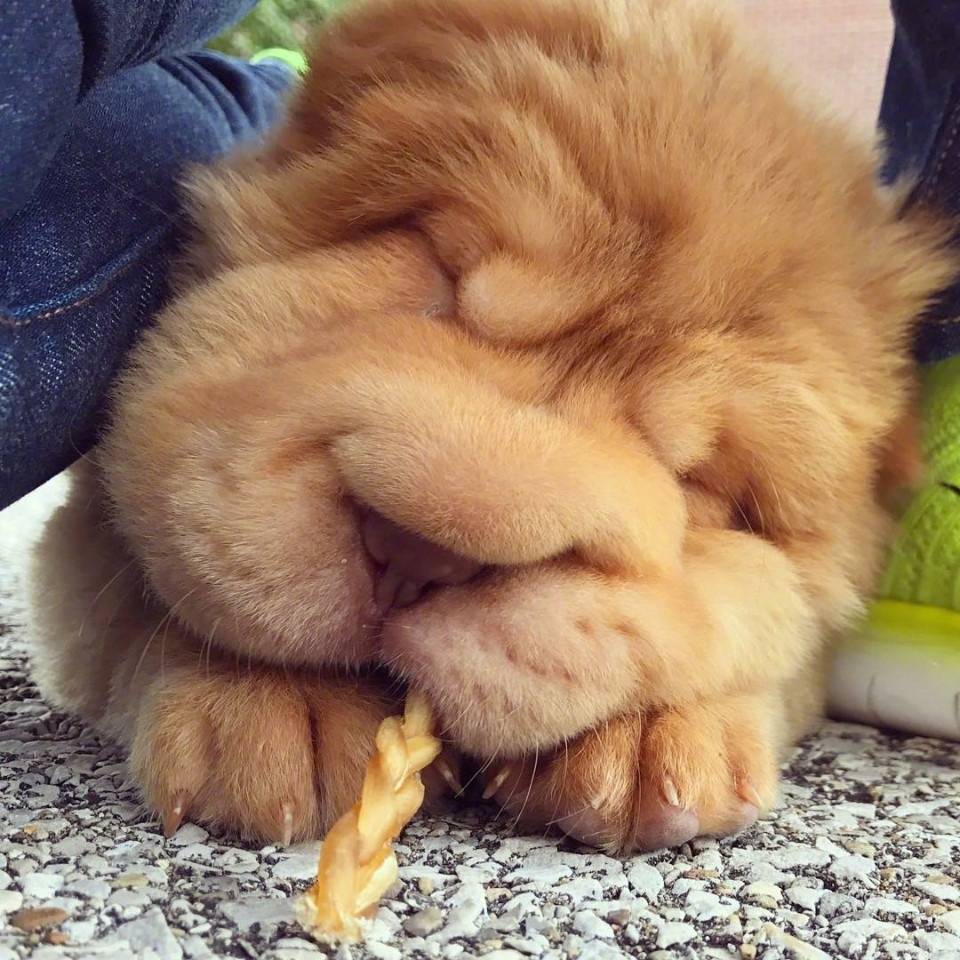 主人家一只大脸狗,肉嘟嘟的,网友:一脸被蜜蜂蛰过的样子|狗狗|蜜蜂