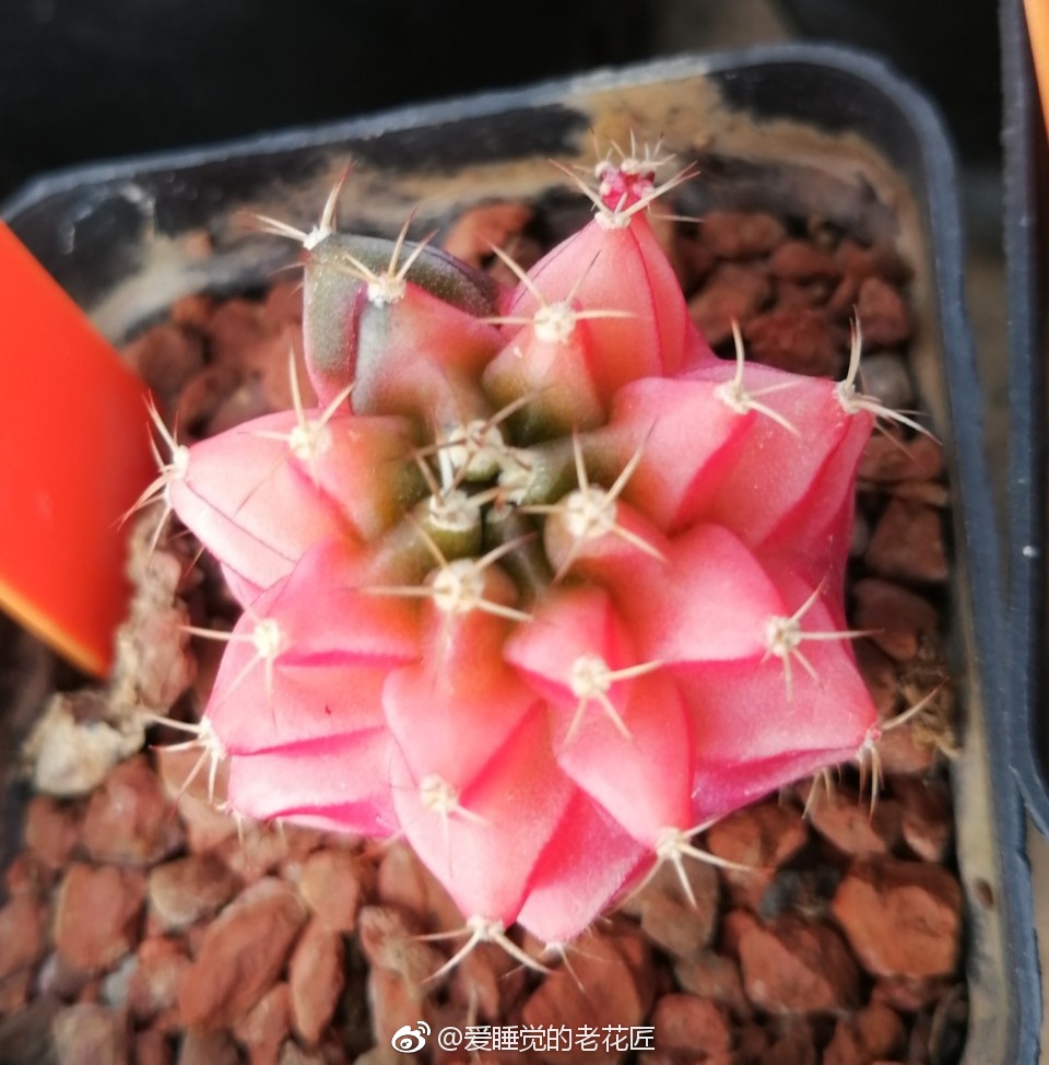 彩色糖果般的仙人球们 绯牡丹锦 鸾凤玉锦 圆盘玉锦